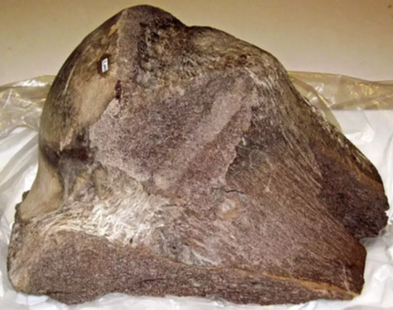 Snowmastodon Discovery: Ice Age Secrets Uncovered in Colorado