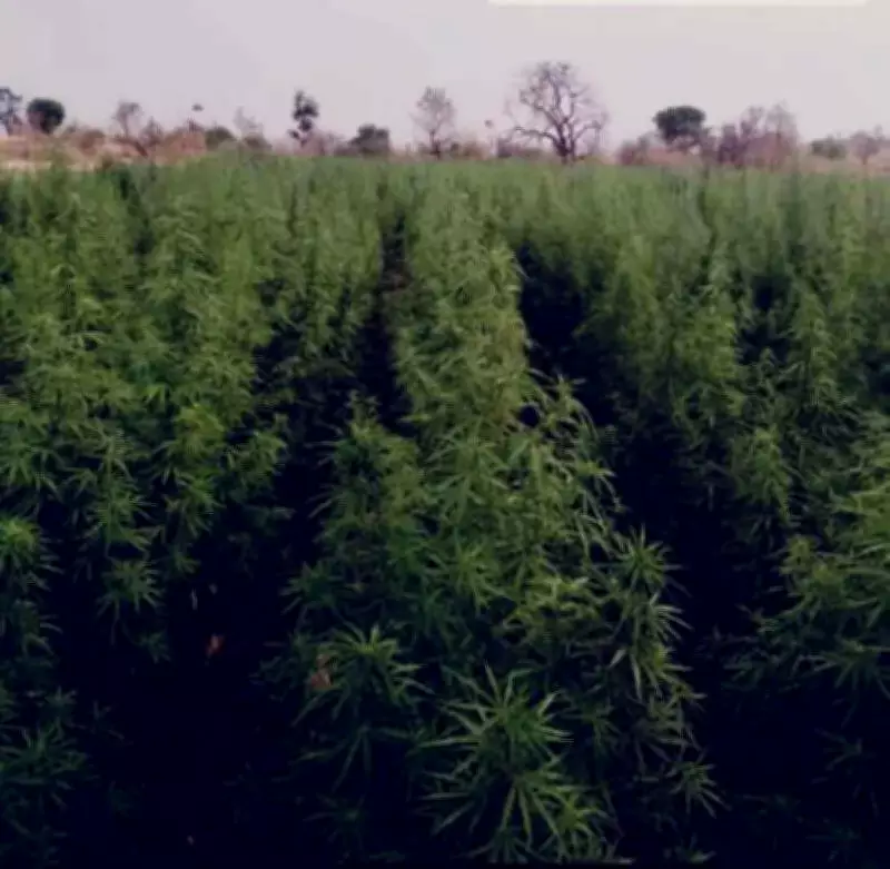 Software Employee Arrested for Growing Ganja Plant in Chennai