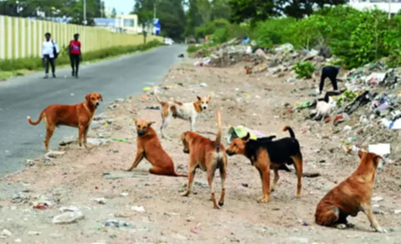 Somwarpet Town Panchayat Launches Stray Dog Neutering Drive