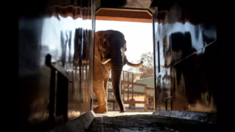 South Africa Zoo Elephants' Mental Health Sparks Landmark Court Case