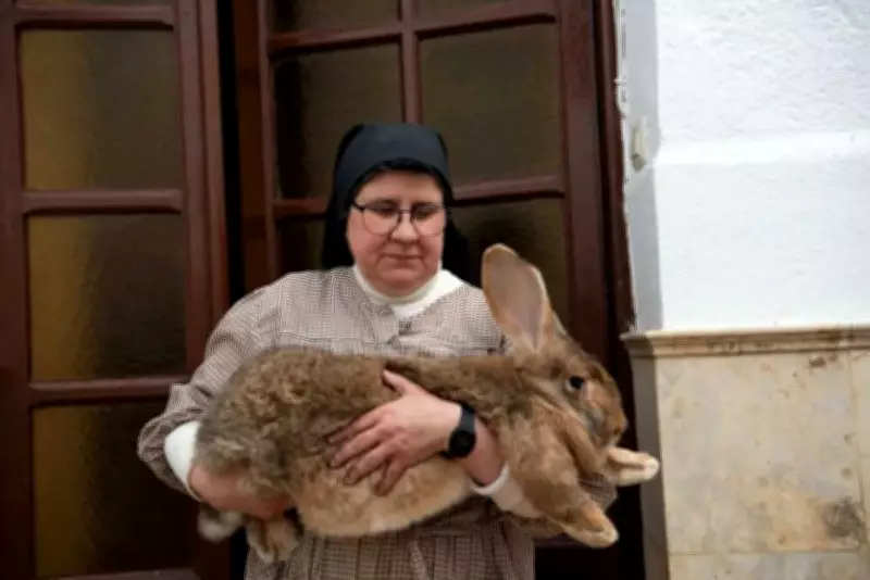 Spanish Giant Rabbits Find Sanctuary in Convent of St. Anthony of Padua