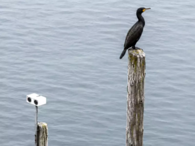 Spinning Eyes on Buoys Fool Seabirds but Only Temporarily, Study Finds