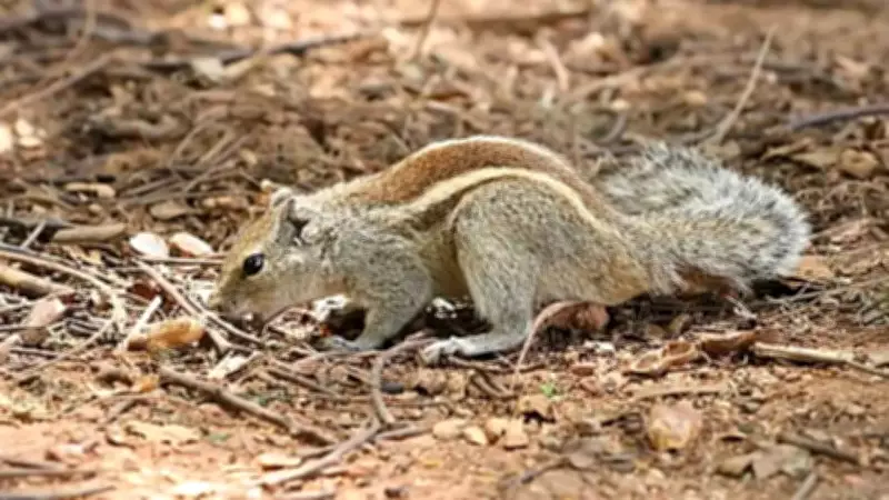 Squirrels: Deceptive, Agile, and Vital to Forest Regeneration