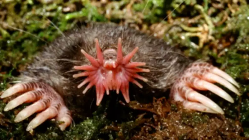 Star-Nosed Mole: Nature's Fastest Hunter with Lightning Speed