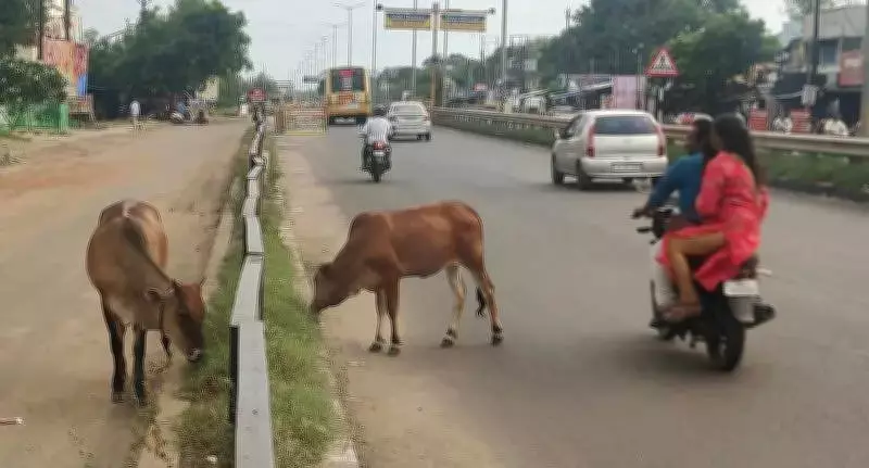 Stray Cattle Menace Rises in Trichy Post Elections as Enforcement Wanes
