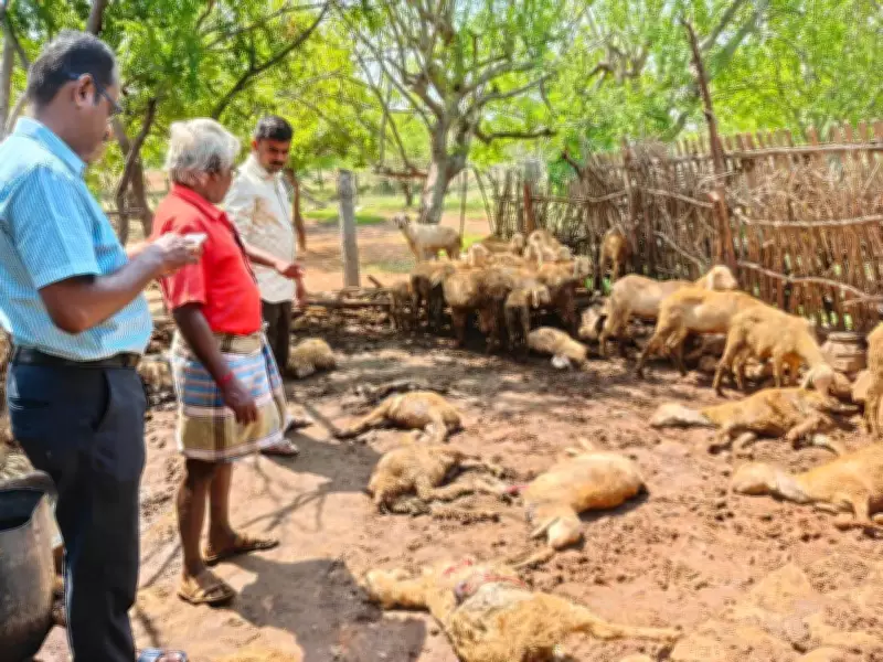 Stray dog attack kills 8 goats, injures 6 in Tirupur village