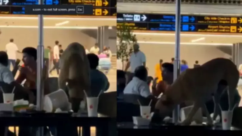Stray Dog Spotted Inside Hyderabad Airport Lounge Sparks Outrage
