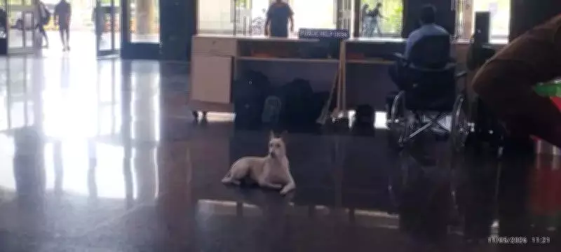 Stray dogs overrun Chennai bus terminus, passengers fear health risks