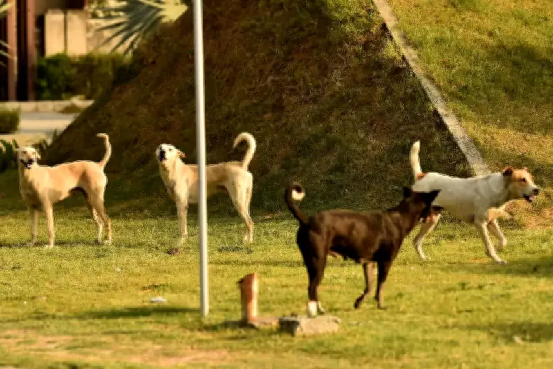 Stray Puppy Surge in Mohali: Residents Blame Dumping from Nearby Areas