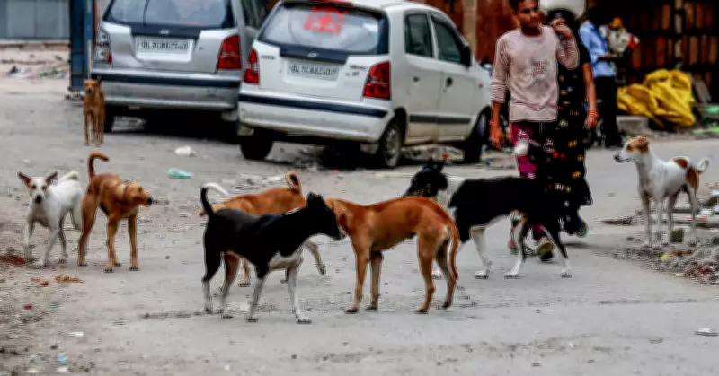 Strays and Safety: An Uneasy Balance in Urban India