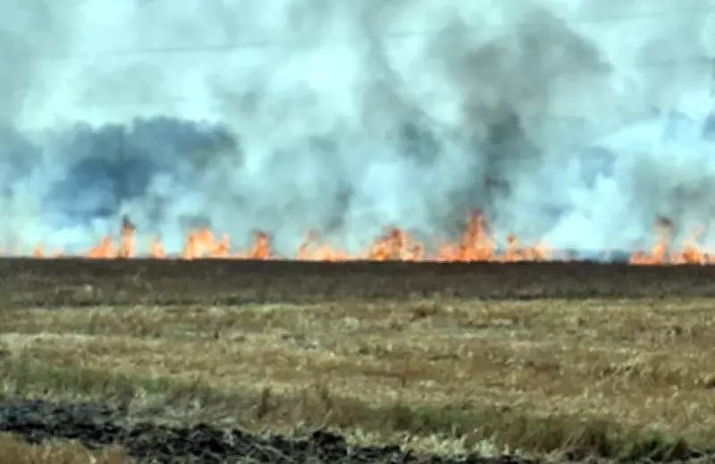 Stubble Burning in Amritsar Damages Roadside Green Belts