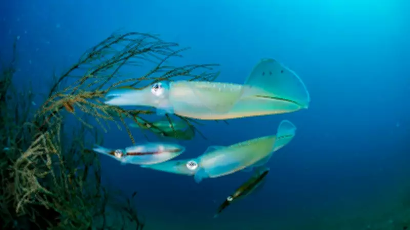 Study Reveals Complex Mating and Same-Sex Pairing in Indian Squid