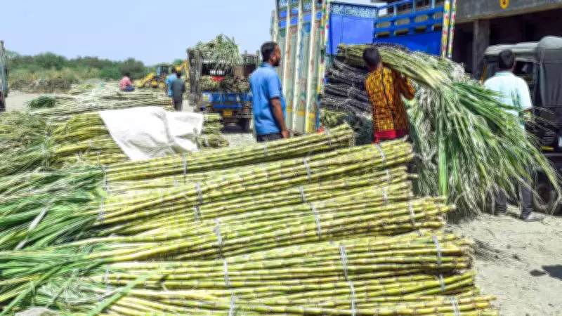 Sugarcane FRP Hiked by Rs 10 to Rs 365 per Quintal for 2026-27