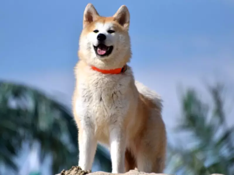 Sugarcane Molasses: A Surprising Cure for Dog Bad Breath