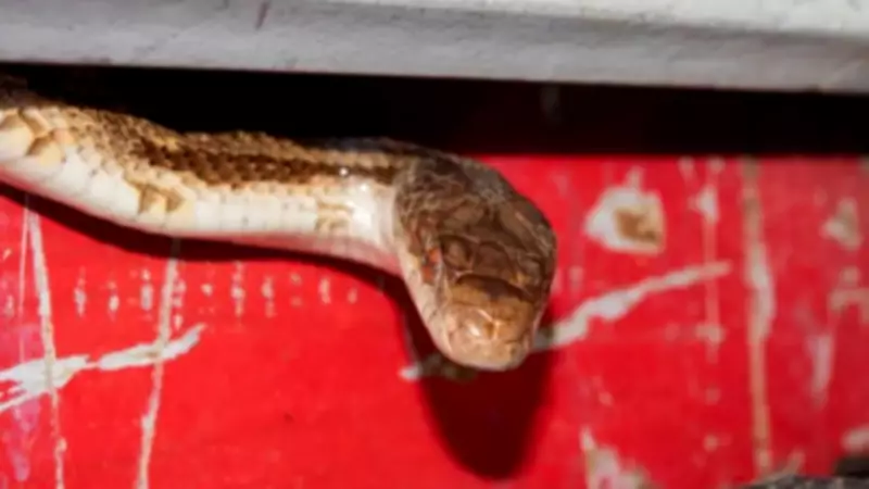 Summer Snake Hideouts: Surprising Spots Around Your Home Revealed