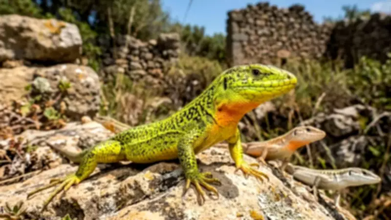 Super-Lizard 'Hulk' Variant Erases Millions of Years of Color Diversity
