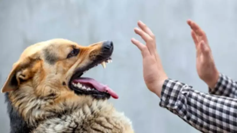 Supreme Court Allows Euthanasia of Dangerous Stray Dogs