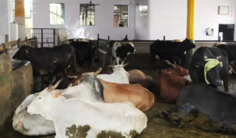 Surprise Inspections at Dairies in Amritsar; Samples Sent for Testing