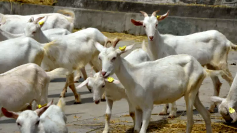 Swiss Saanen Goats Create Buzz in Kashmir with High Milk Yield