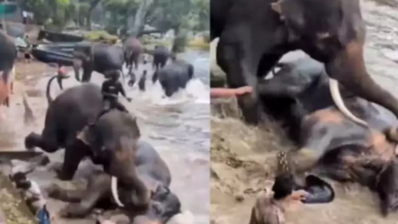 Tamil Nadu Woman Dies After Captive Elephant Attack at Karnataka Camp