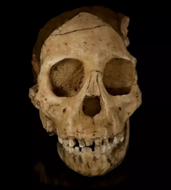 Taung Child Discovery: The 1924 Skull That Rewrote Human Evolution