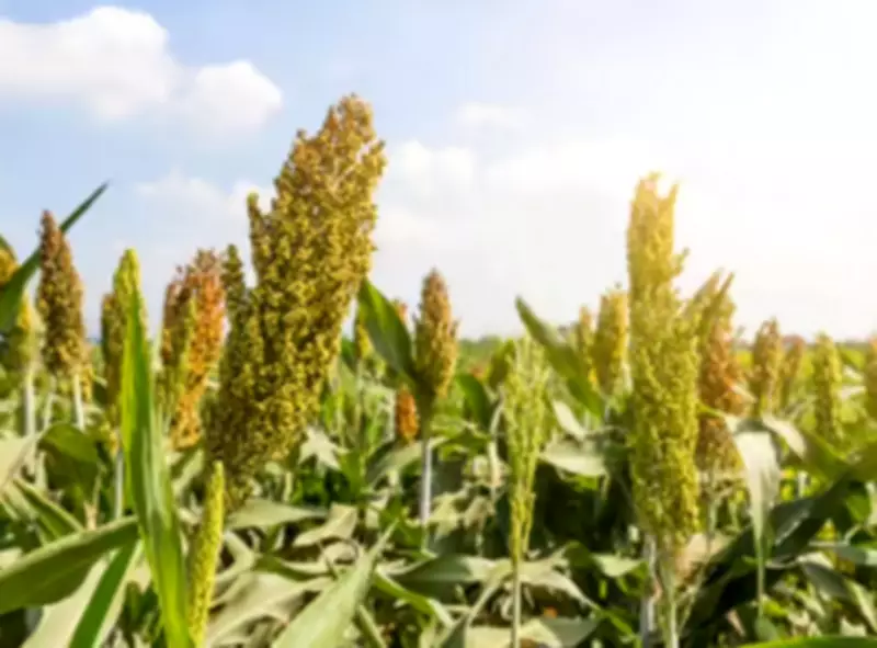 Telangana Minister Seeks MSP Cover for Maize, Sorghum from Centre