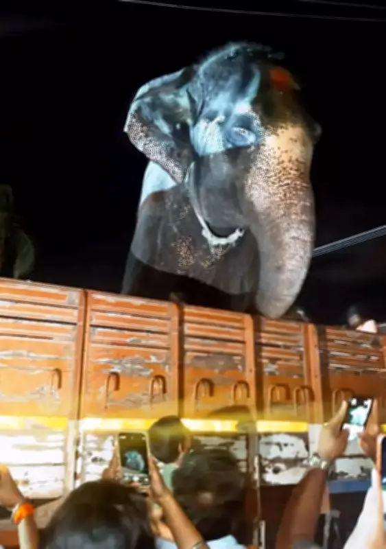 Temple Elephant Lakshmi Shifted from Hampi to Kolar Amid Protests