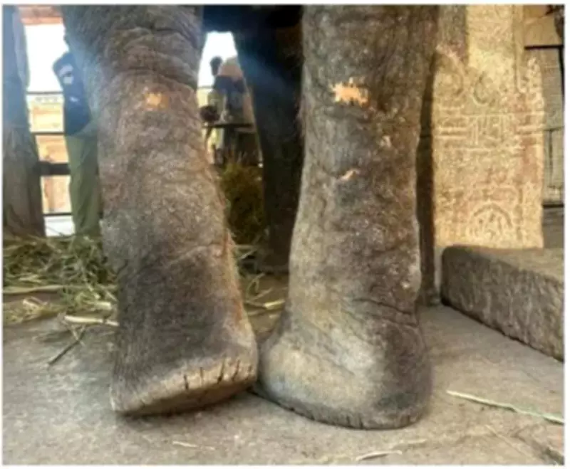 Temple Elephant Lakshmi's Health Crisis Sparks Animal Welfare Concerns in Karnataka