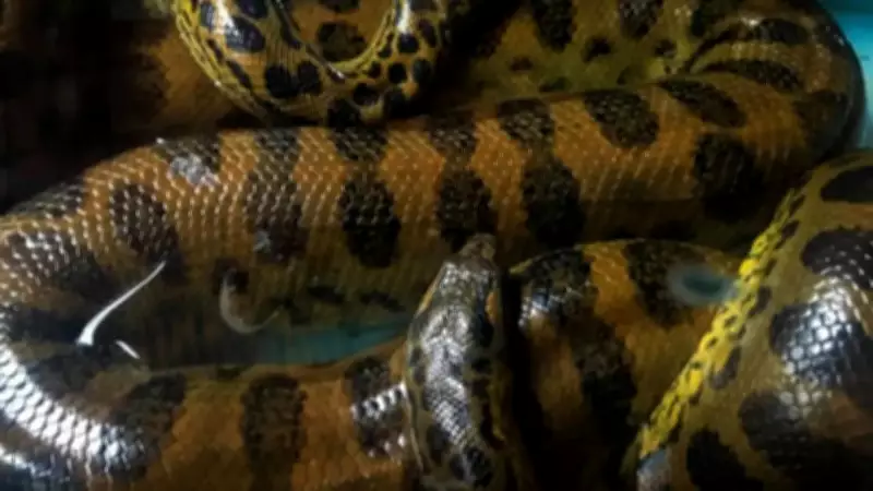 Terrifying Facts About Green Anacondas That Make Them Feared Worldwide