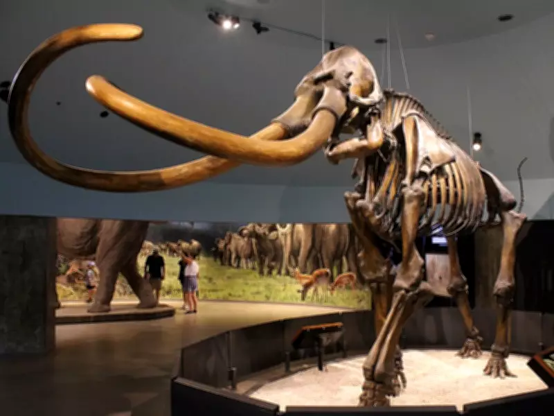 Texas Teens' 1978 Discovery of Mammoth Fossils Revolutionizes Ice Age Knowledge