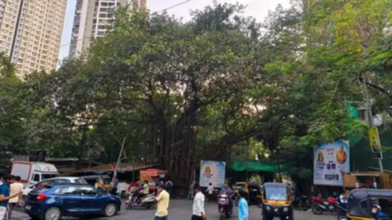 Thane civic body faces backlash over plan to remove 100-year-old banyan tree