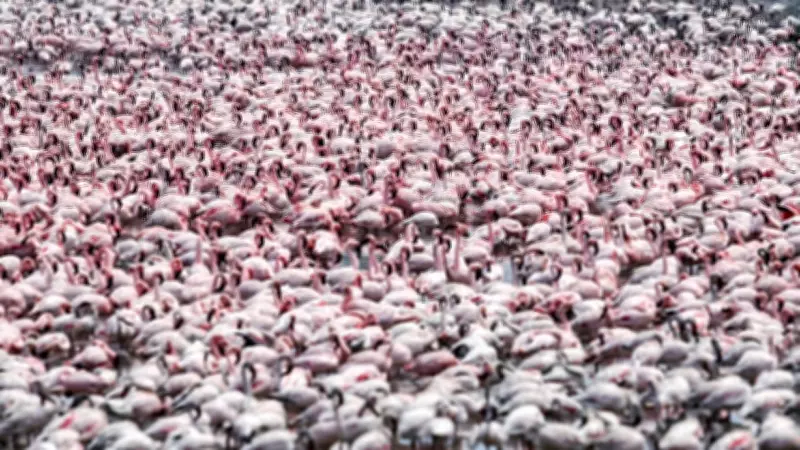 Thane Panel: NRI's Flamingo Lakes Not Wetlands; Greens Furious