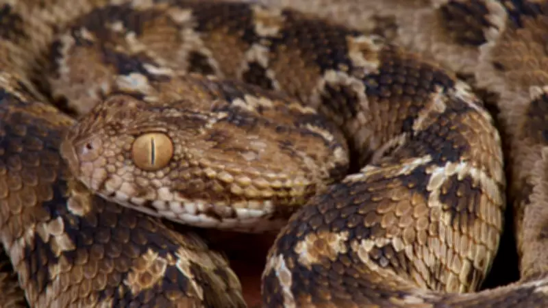 The Deadliest Snake in the World Is Tiny and Hides in Plain Sight