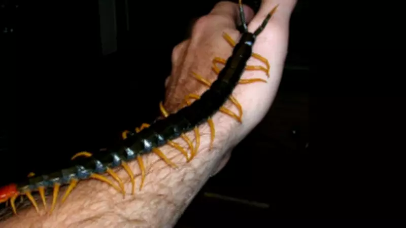 The Giant Amazonian Centipede: A Real-Life Horror Creature