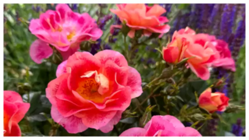 The One Show Unveils Special 20th Anniversary Rose at Chelsea Flower Show