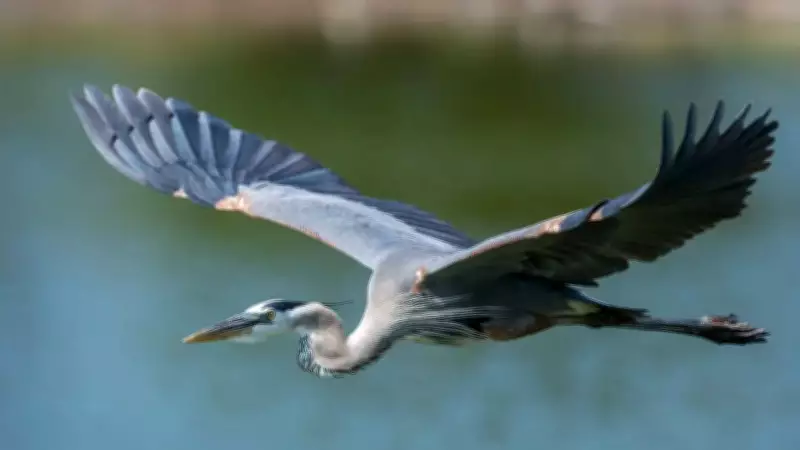These Birds Hunt the World's Deadliest Snakes: Nature's Apex Predators