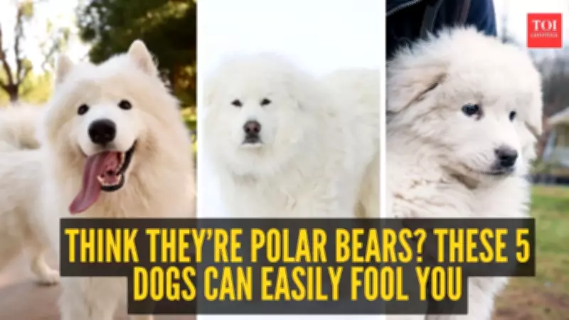 Think They're Polar Bears? These 5 Dog Breeds Can Easily Fool You