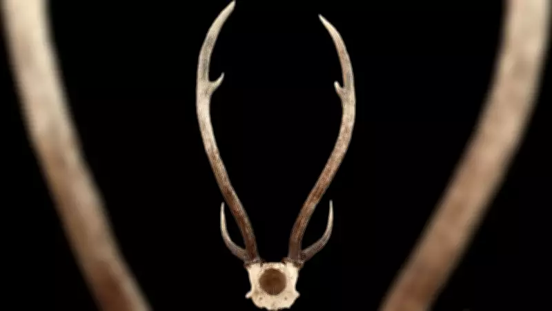 Three Arrested for Attempting to Sell Deer Antlers Worth Rs 10 Lakh in Bengaluru