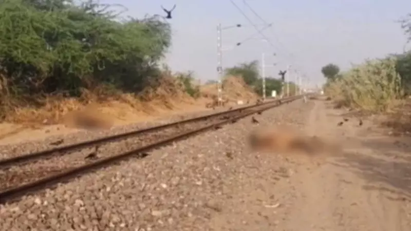 Three Camels Killed by Passenger Train in Jaisalmer, Track Blocked for 25 Minutes