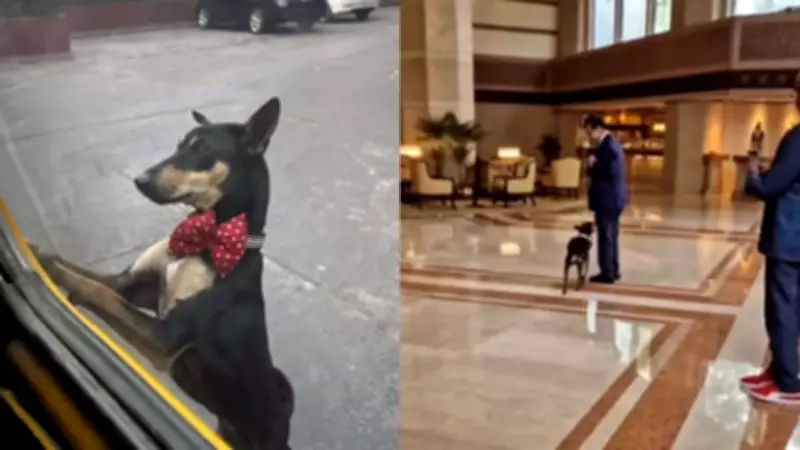 Thumki: The Four-Legged Boss Running Taj Bengal Hotel in Kolkata
