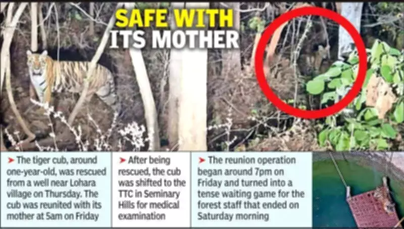 Tiger Cub Rescued from Well Reunited with Mother in Nagpur Forest