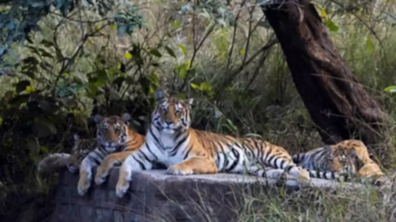 Tigers in Core Zones Show Higher Stress from Human Disturbance: Study