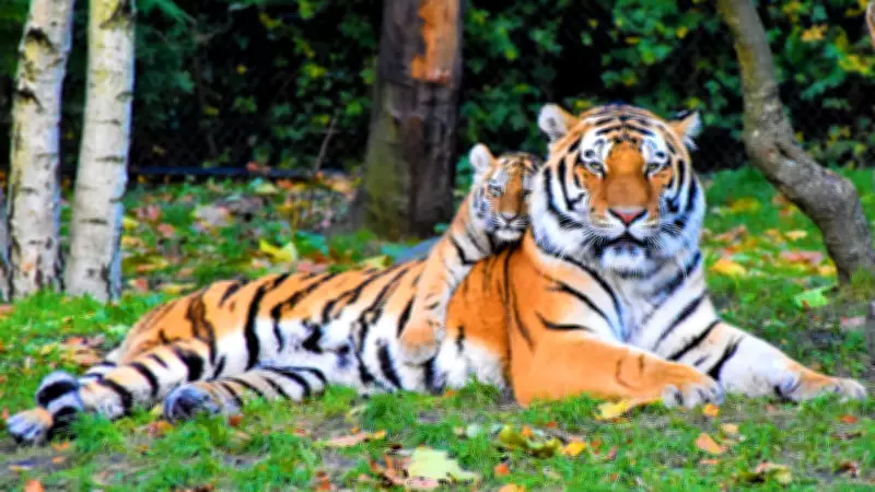 Tigers' Territorial Marking: Scent, Scratches, and Roars in the Wild
