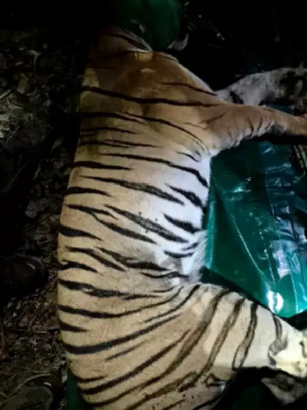 Tigress T-2 Captured After Killing Four Women in Chandrapur