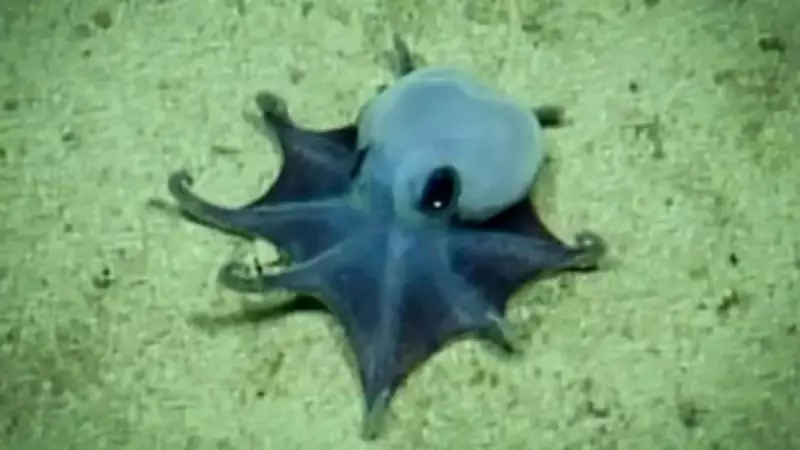Tiny Blue Octopus Identified as New Species in Galapagos Deep Waters
