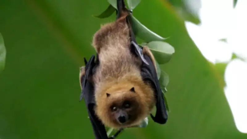 Top 12 Animals with Extraordinary Hearing Abilities in the World