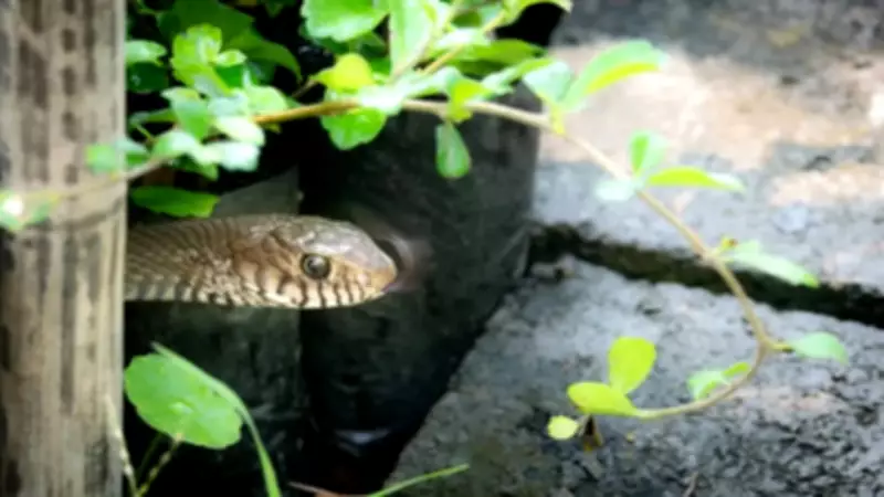 Top 5 Things That Attract Snakes to Your Home and Garden