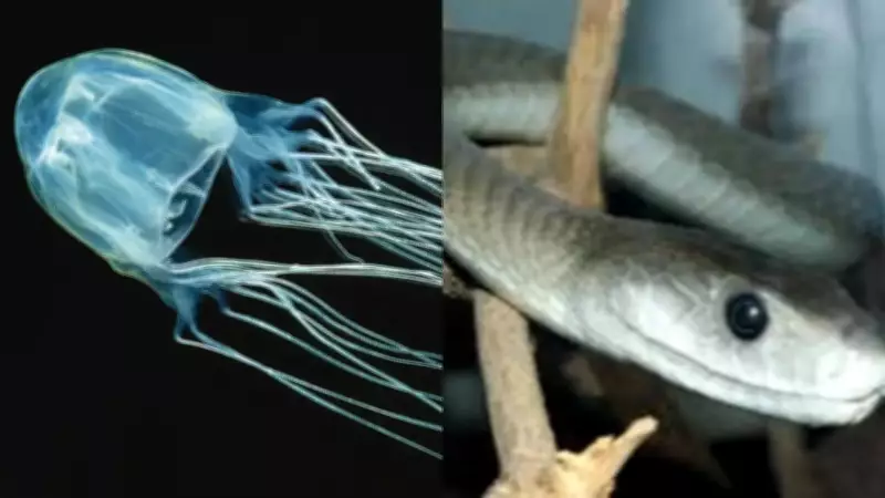 Top 6 Creatures as Venomous as the Inland Taipan Snake
