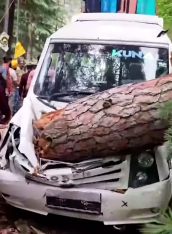 Tourists Narrowly Escape After Massive Tree Crashes Onto Vehicle in Kullu