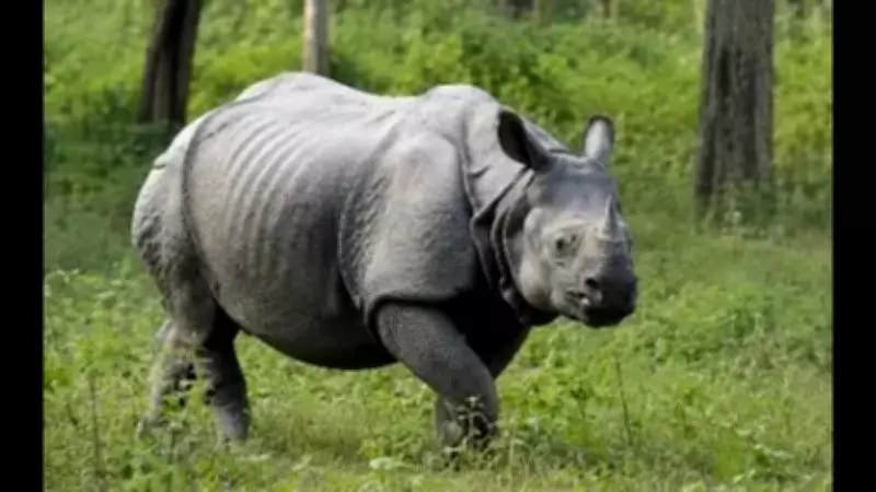 Tourists Thrilled by Close Rhino Sighting at Valmiki Tiger Reserve in Bihar